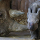 Image for article titled Our First Glimpse Of Chester Zoo's New Baby Black Rhino!